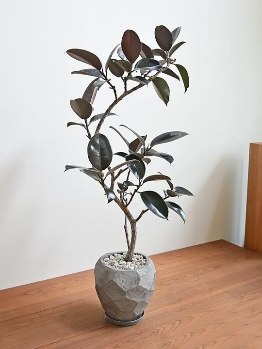 大型 フィカス バーガンディ 曲がり仕立て 陶器鉢 植え込み発送
