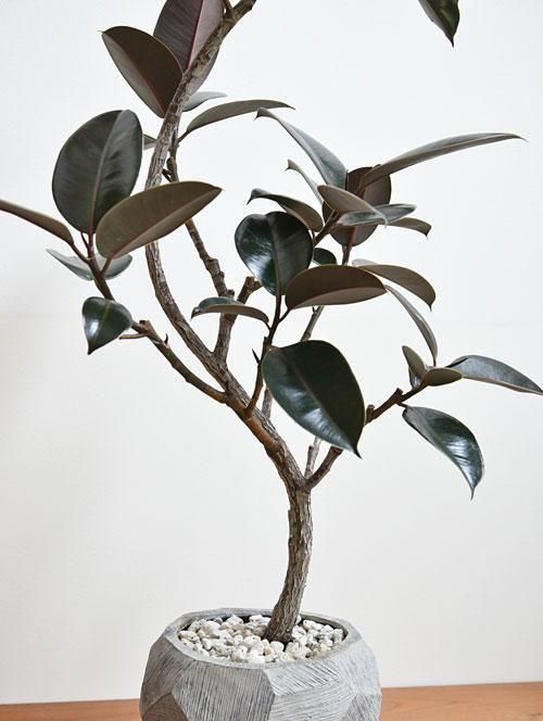 フィカス・バーガンディ 042501 販売・通販 ［詳細ページ］ *tree tree*