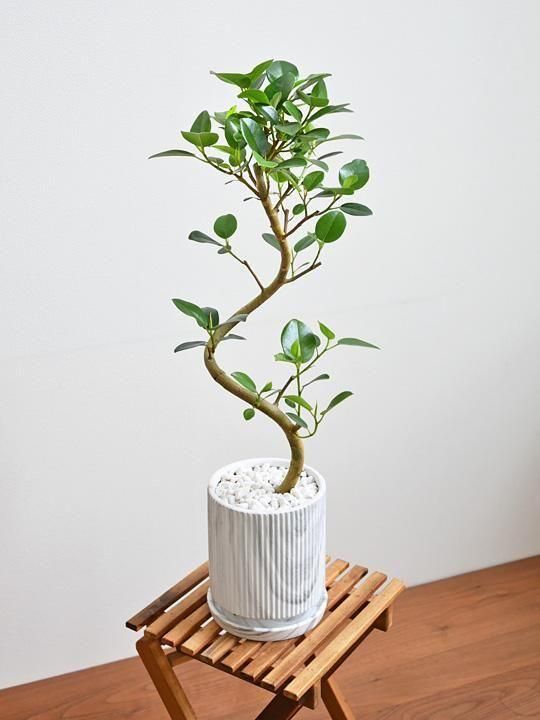 フランスゴムの木 042503 販売・通販 ［詳細ページ］ *tree tree*