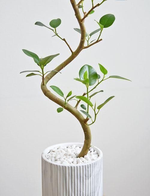 フランスゴムの木 042503 販売・通販 ［詳細ページ］ *tree tree*