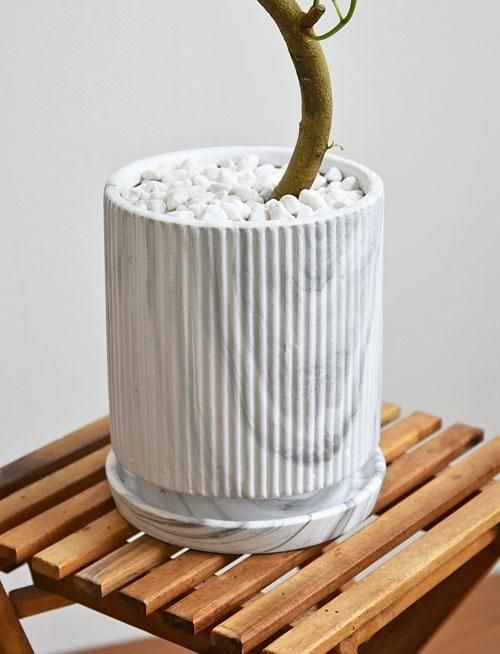 フランスゴムの木 螺旋仕立て グラスファイバー陶器鉢 植え込み