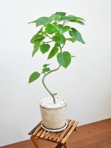 ٥顼<img class='new_mark_img2' src='https://img.shop-pro.jp/img/new/icons15.gif' style='border:none;display:inline;margin:0px;padding:0px;width:auto;' />