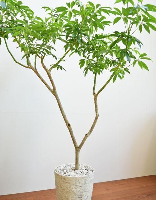 シェフレラ 052501 販売・通販 ［詳細ページ］ *tree tree*