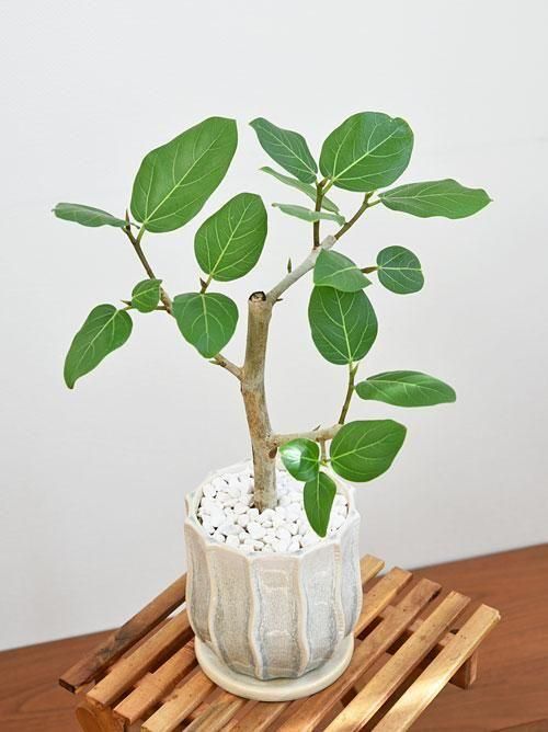 フィカス・ベンガレンシス 052502 通販 ［詳細ページ］ *tree tree*