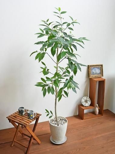 流通皆無‼️✩.*˚ウンベラータ 斑入り ✩.*˚ 2 フィカス ウンベラータ | 観葉植物通販 HitoHana