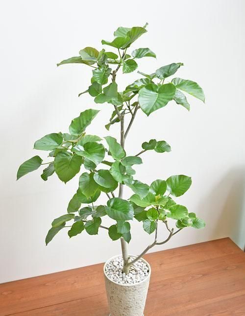 ウンベラータ 052504 販売・通販 ［詳細ページ］ *tree tree*