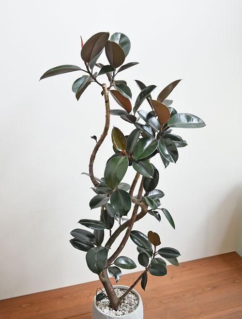 フィカス・バーガンディ 052501 販売・通販 ［詳細ページ］ *tree tree*