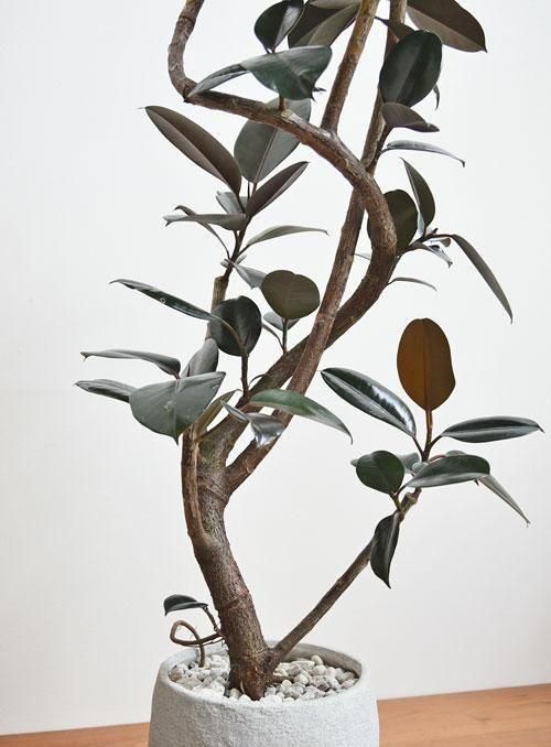 フィカス・バーガンディ 052501 販売・通販 ［詳細ページ］ *tree tree*