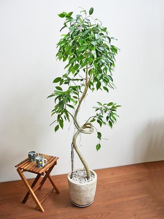 ベンジャミン・ヌダ 062501 販売・通販 ［詳細ページ］ *tree tree*