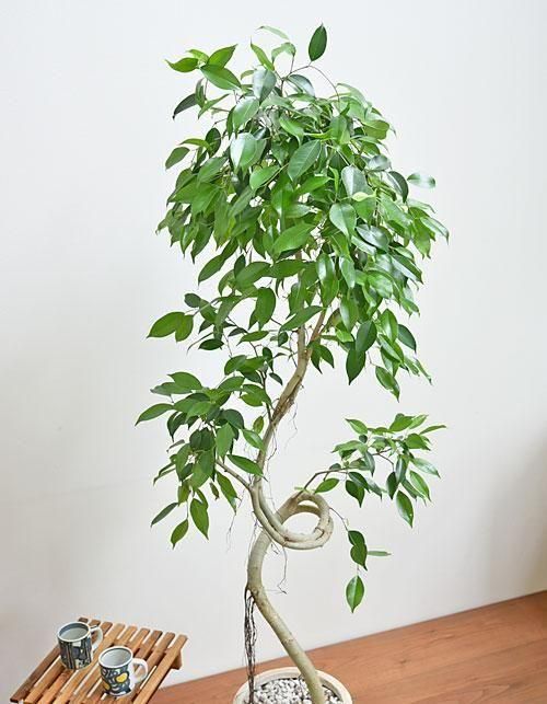 ベンジャミン・ヌダ 062501 販売・通販 ［詳細ページ］ *tree tree*