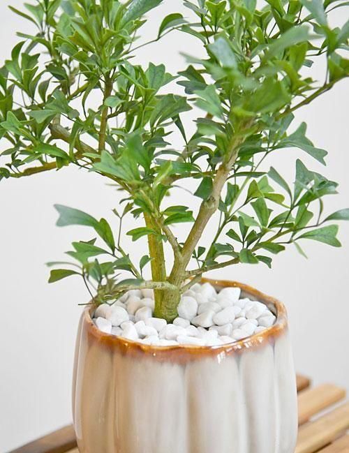 シェフレラ・トライアンギュラリス 062501 販売・通販 ［詳細