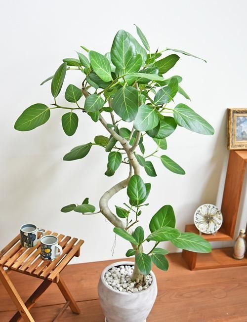 観葉植物 フィカス ベンガレンシス ficus-benghalensis-1155_1.jpg?