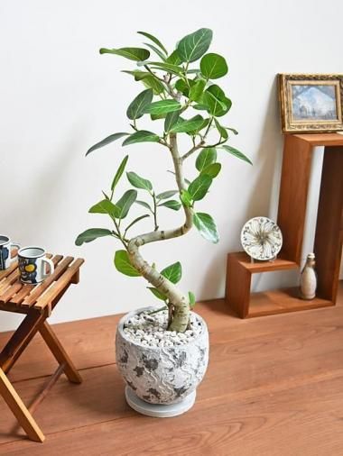 100～140cm - tree tree ～おしゃれな観葉植物 通販/interior