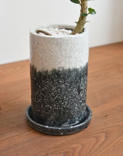 パンダガジュマル　 250311 5 パンダガジュマル 250311 5