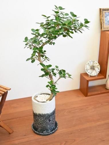 大型の観葉植物 - tree tree ～おしゃれな観葉植物 通販/interior