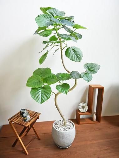 ٥顼<img class='new_mark_img2' src='https://img.shop-pro.jp/img/new/icons15.gif' style='border:none;display:inline;margin:0px;padding:0px;width:auto;' />