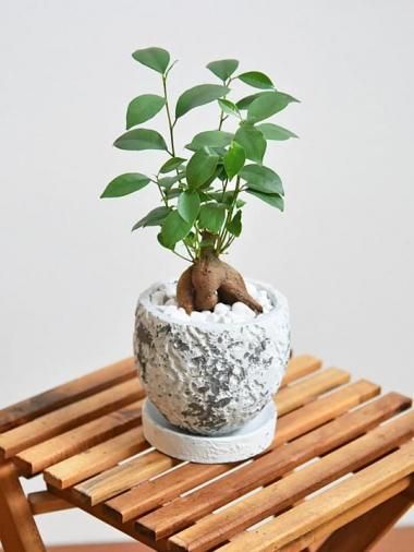 ガジュマル - tree tree ～おしゃれな観葉植物 通販/interior plants