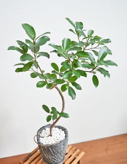 フィカス・リン 062501 販売・通販 ［詳細ページ］ *tree tree*