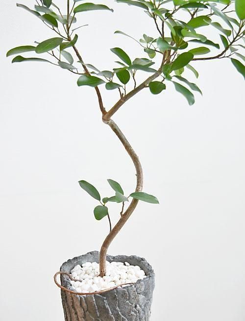 フィカス・リン 062501 販売・通販 ［詳細ページ］ *tree tree*