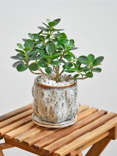 ガジュマル - tree tree ～おしゃれな観葉植物 通販/interior plants