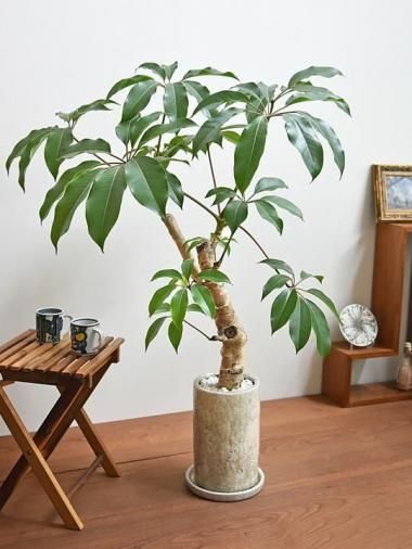 【ryuya】【直接取引のみ】フィカス ウンベラータ 約1.6メートル DAISO観葉植物】（フィカス4種）育成記録 1年で大変身！初心者