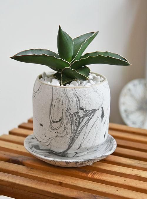 サンスベリア・サムライドワーフ 062501 販売・通販 ［詳細ページ