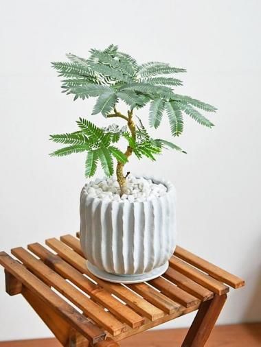 5,000～10,000円 - tree tree ～おしゃれな観葉植物 通販