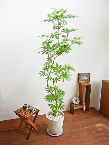エバーフレッシュ - tree tree ～おしゃれな観葉植物 通販
