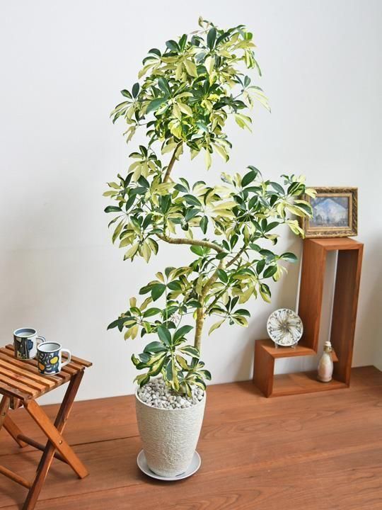 187366534.jpg?cmsp_timestamp=