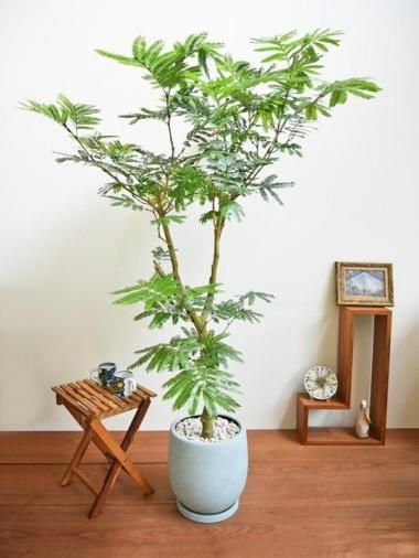 【TT 様】 エバーフレッシュ 沖縄産♪ 153cm♪ ☆エバーフレッシュ 沖縄産原木•曲がり仕立て♪ 152cm♪ - メルカリ