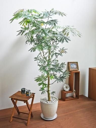 大きいサイズの観葉植物 - tree tree ～おしゃれな観葉植物 通販