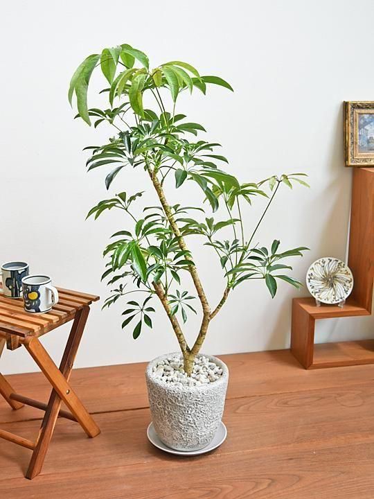 シェフレラ木立 シェフレラ木立 - メルカリ