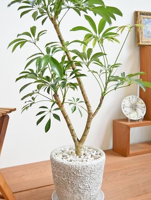 シェフレラ木立 シェフレラ木立 - メルカリ