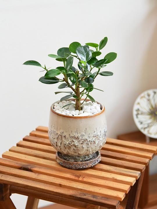 専用ꕤガジュマル Amazon.co.jp: PLANCHU 観葉植物 ガジュマル 4号鉢 受け皿付き