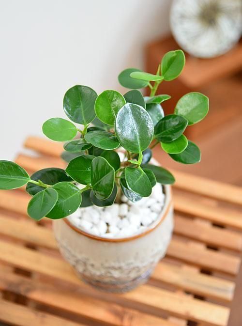 専用ꕤガジュマル Amazon.co.jp: PLANCHU 観葉植物 ガジュマル 4号鉢 受け皿付き