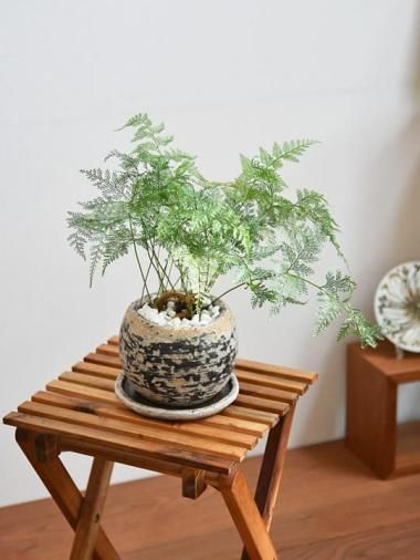 30～50cm - tree tree ～おしゃれな観葉植物 通販/interior