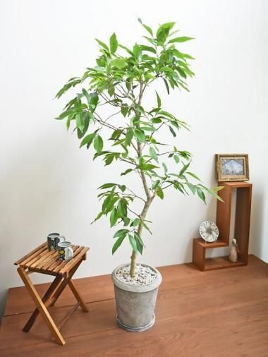 アマゾンオリーブ　曲げ仕立て　オシャレなロング鉢植え アマゾンオリーブ 曲げ仕立て オシャレなロング鉢植え - メルカリ