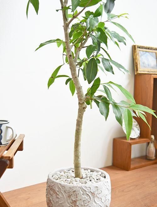 現品　アマゾンオリーブ　観葉植物　希少　人気　インテリアグリーン　ドライガーデン 現品 アマゾンオリーブ 観葉植物 希少 人気 インテリアグリーン