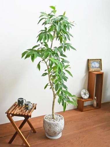 その他観葉植物 user_1242a77b ベルベットの葉 観音蓮 水なし 四角鉢植え 観葉植物 ギフト