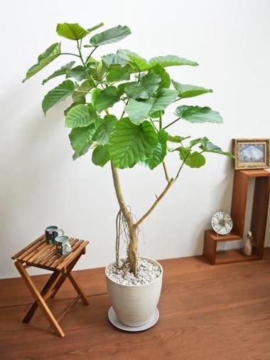 ٥顼<img class='new_mark_img2' src='https://img.shop-pro.jp/img/new/icons15.gif' style='border:none;display:inline;margin:0px;padding:0px;width:auto;' />