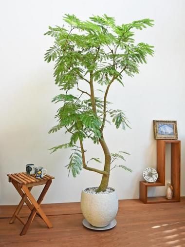 エバーフレッシュ - tree tree ～おしゃれな観葉植物 通販