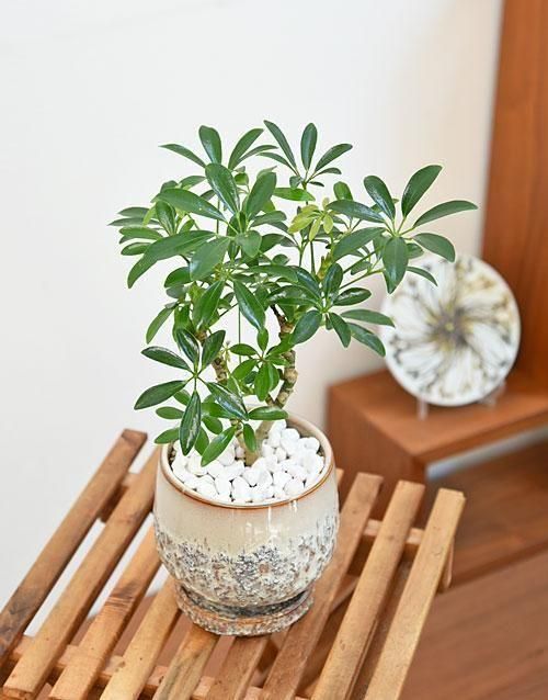 シェフレラ 082501 販売・通販 ［詳細ページ］ *tree tree*