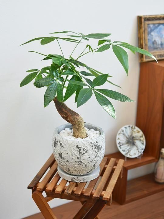 珍しい！パキラ3本立！観葉植物‼️縁起物植物！くねくね個性的樹