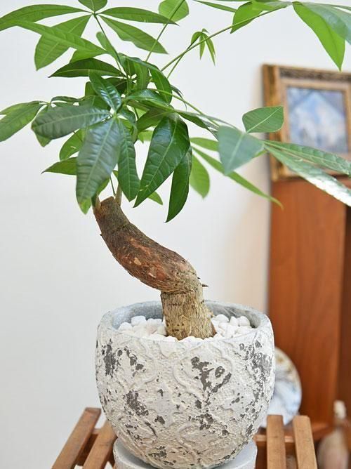 パキラ 【引き取りが可能な方限定】 観葉植物 パキラ 10号 ねじり ラスターポット 付き | 観葉植物なら