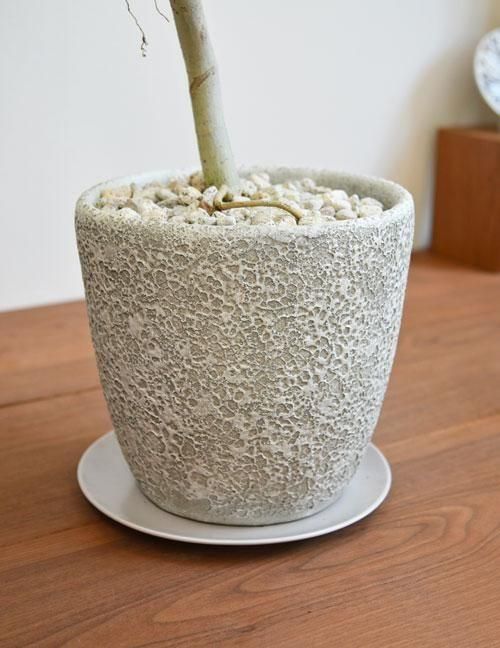 ウンベラータ 092501 販売・通販 ［詳細ページ］ *tree tree*