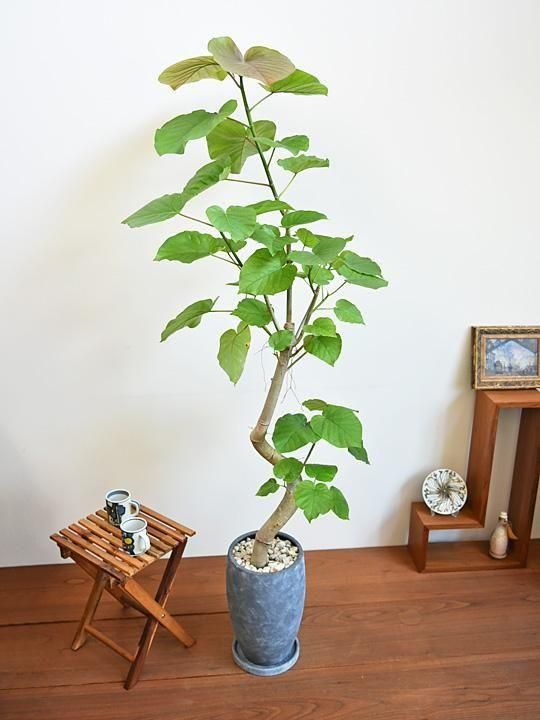 ウンベラータ 092501 販売・通販 ［詳細ページ］ *tree tree*