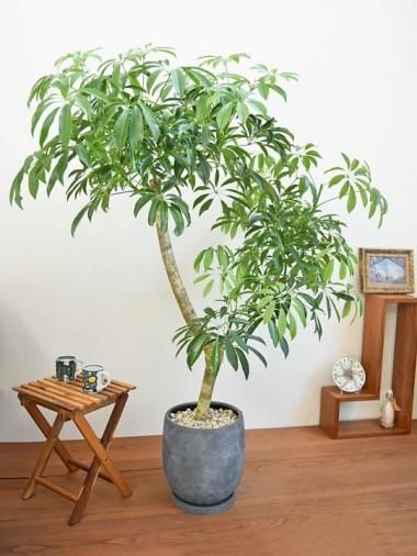 tree tree ～おしゃれな観葉植物 通販/interior plants shop～