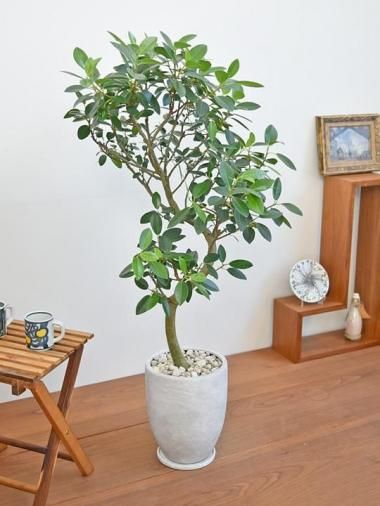 15,000～20,000円 - tree tree ～おしゃれな観葉植物 通販
