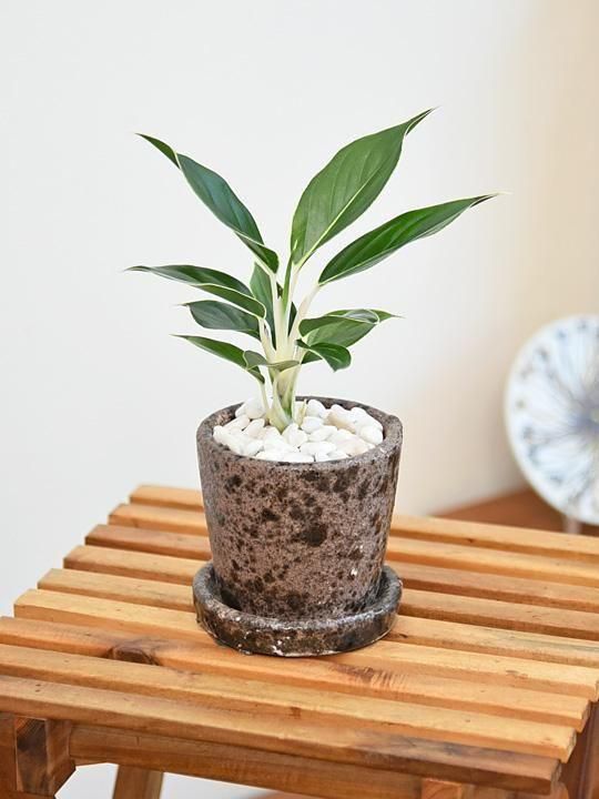 アグラオネマ・ホワイトジュエル 092501 販売・通販 *tree tree*