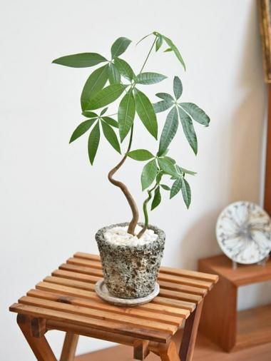 パキラ - tree tree ～おしゃれな観葉植物 通販/interior plants shop～